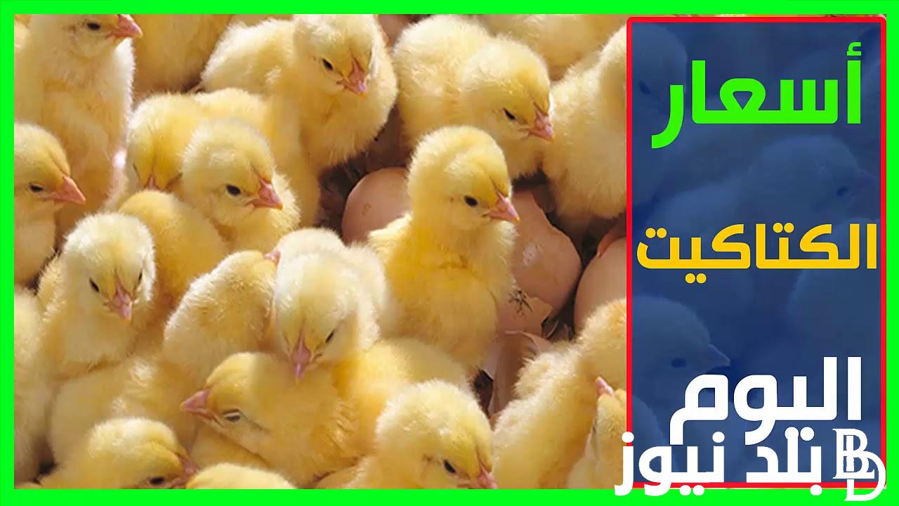 الصغنونة بكام؟.. سعر الكتكوت الابيض اليوم الاحد 31 ديسمبر 2023 في جميع الشركات