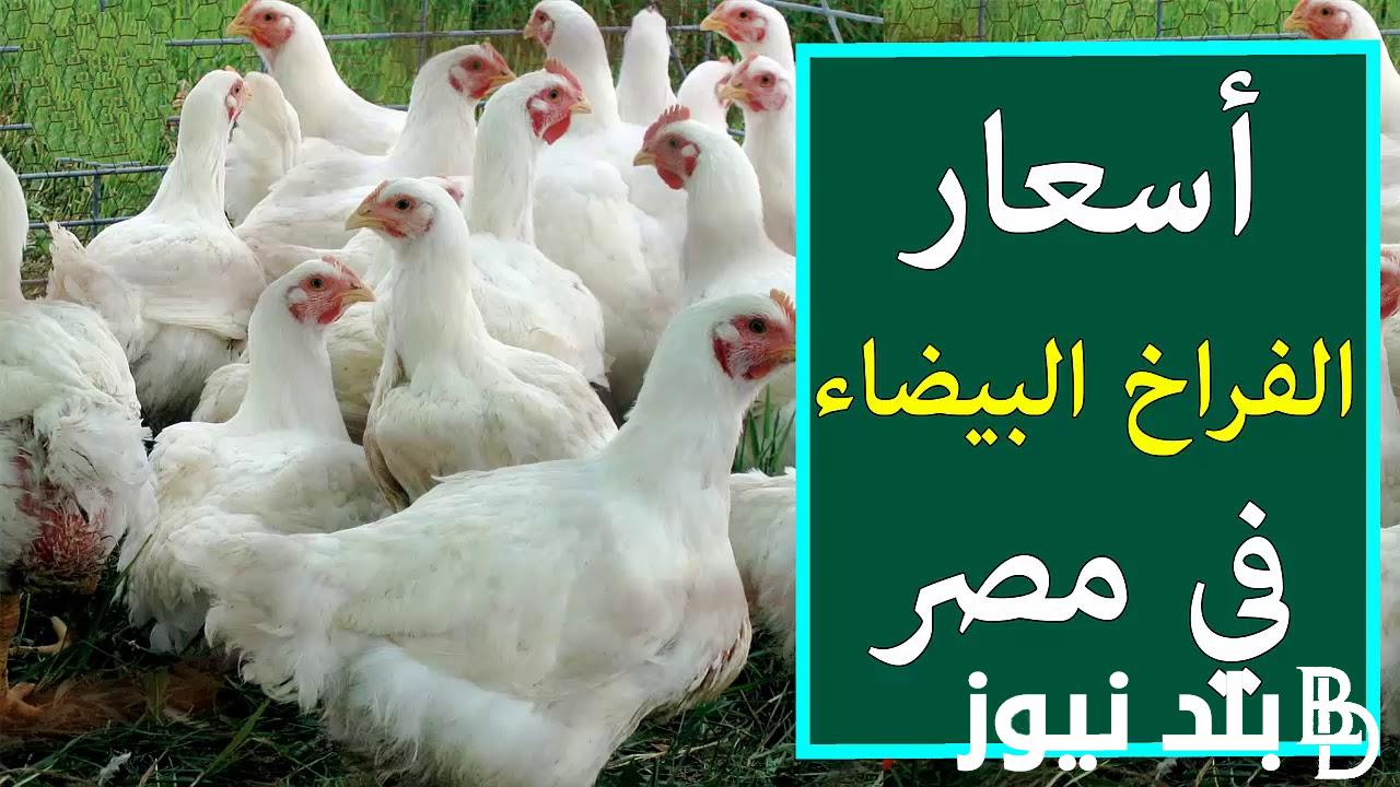 “فراخ وبانية” أسعار الفراخ البيضاء اليوم الأحد 25 فبراير في جميع الاسواق المحلية وفق لبورصة الدواجن