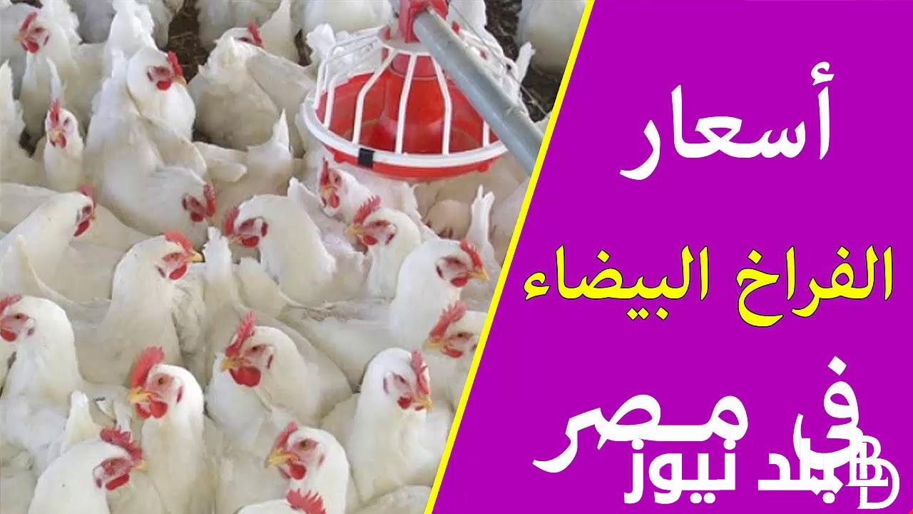 “كتاكيت وبيض” أسعار الفراخ البيضاء اليوم الاربعاء 21 فبراير في جميع الأسواق المحلية