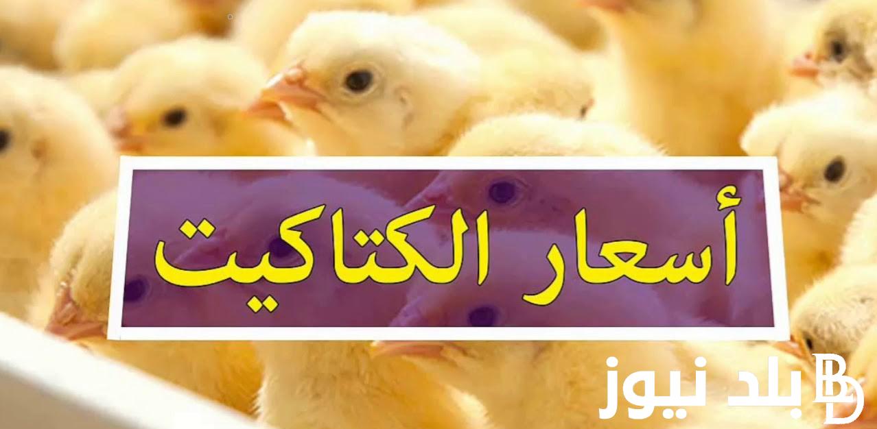 “بلدي وهجين” اسعار الكتاكيت اليوم الاثنين 25/ 3/ 2024 للمُستهلك في جميع الاسواق المحلية