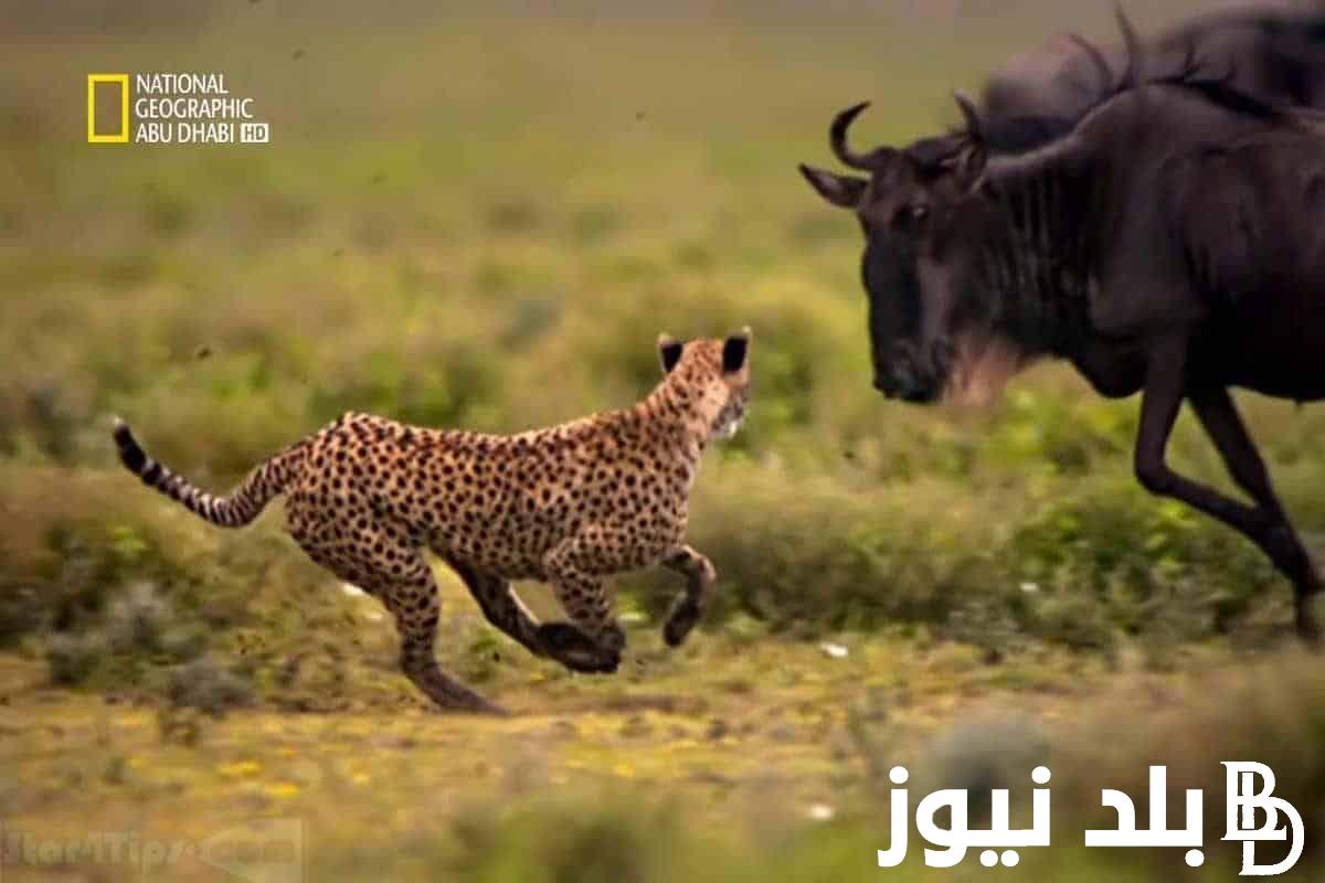 “ثبت الآن” تردد قناة ناشيونال جيوغرافيك نايل سات National Geographic  على جميع الاقمار الصناعيه بجودة اتش دي