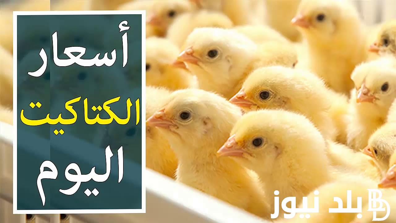 “ساسو وهجين وروزي” أسعار الكتاكيت البيضاء اليوم الأحد 19 مايو 2024 للمستهلك في جميع الأسواق