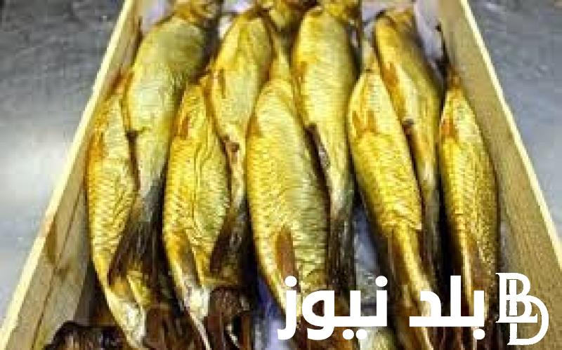 سعر الرنجة اليوم الجمعة 3 مايو 2024 وسعر الفسيخ في الأسواق التجارية بمصر