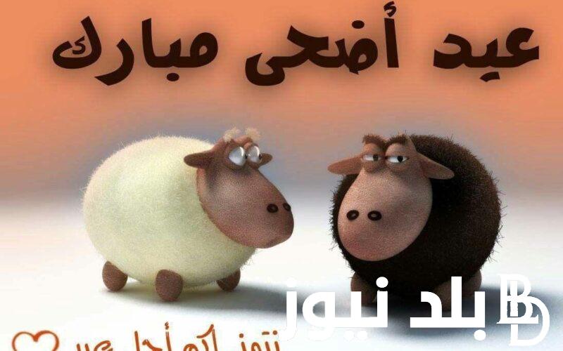 “عيد أضحى مبارك” عبارات تهنئة عيد الاضحي 2024.. اجمل وافضل عبارات ترسلها لأهلك واصدقائك