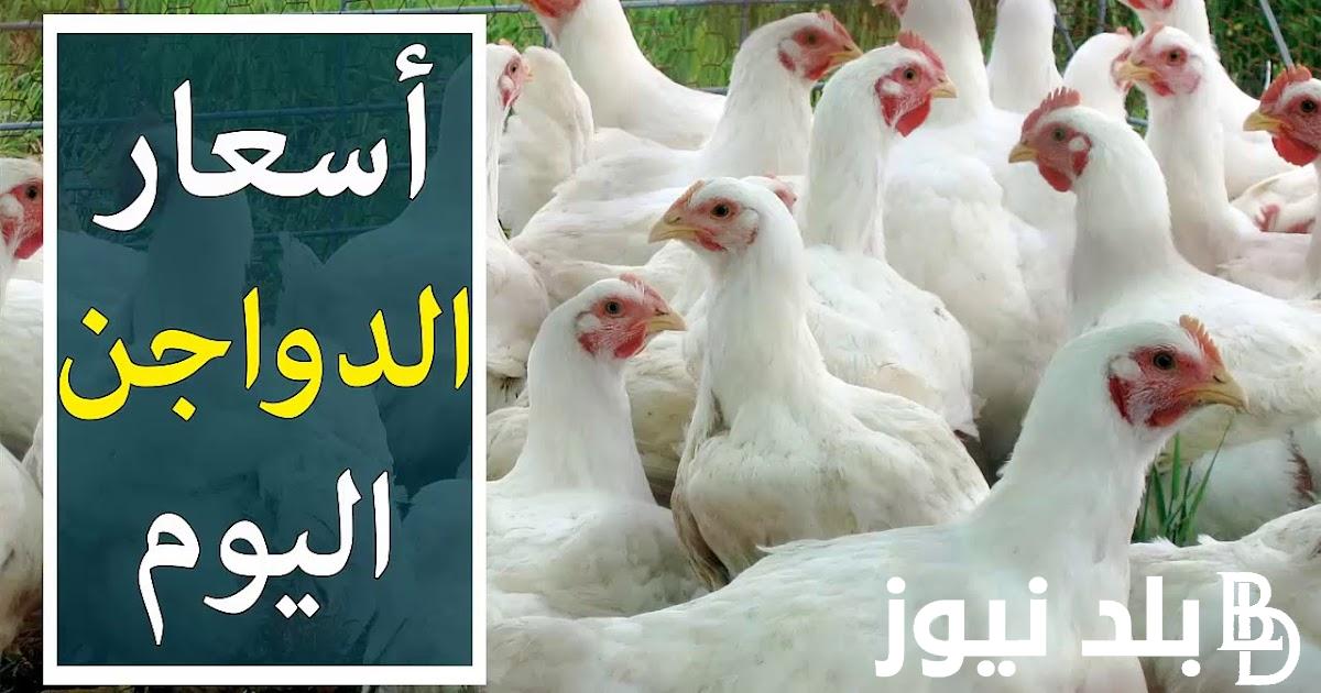 “بكــام الكتكوت؟”.. بورصة الدواجن الكتاكيت البيضاء اليوم الأحد 12 مايو 2024 للمستهلك بجميــع الأسواق المحلية والمنـافذ