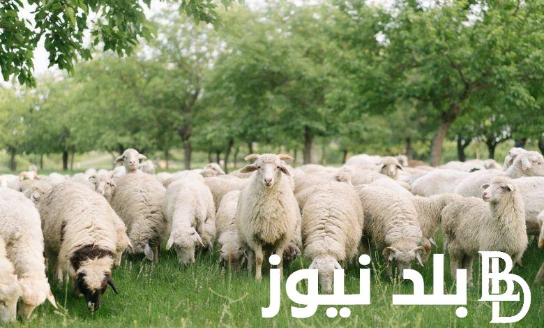 قبل العيد بأيام قليلة” سعر الخروف اليوم في مصر 2024 في جميع محلات الجزارة ومزارع المواشي