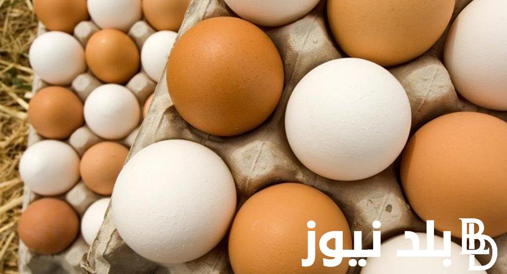 بـ142 ج.. سعر كرتونة البيض اليوم للمستهلك الجمعة 26-7-2024 بجميع الاسواق والمنافذ التجارية.. أسعار الدواجن اليوم