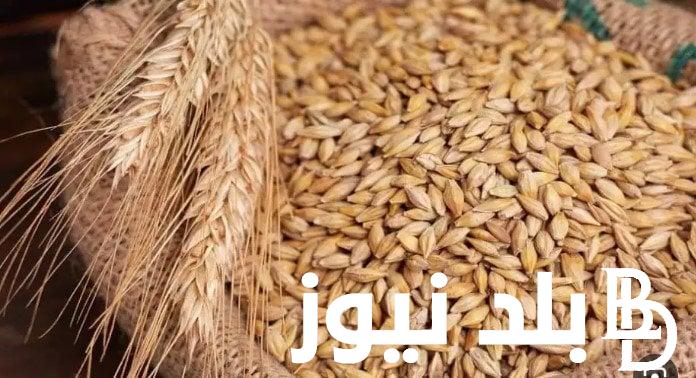 كم سعر طن الأرز الشعير اليوم الثلاثاء 20 اغسطس 2024 في الاسواق للتاجر والمستهلك