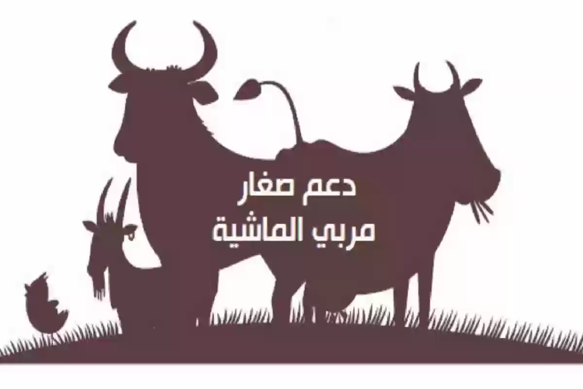 شروط دعم صغار مربي الماشية في المملكة 1446؟ وخطوات الاستعلام عن دعم صغار مربي الماشية